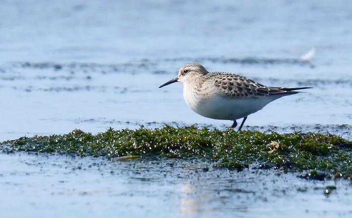 Baird's Sandpiper