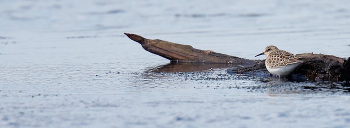 Baird's Sandpiper