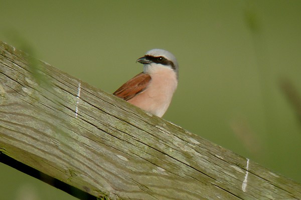 Red-backed Shrike