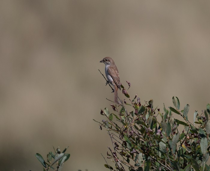 Red-backed Shrike