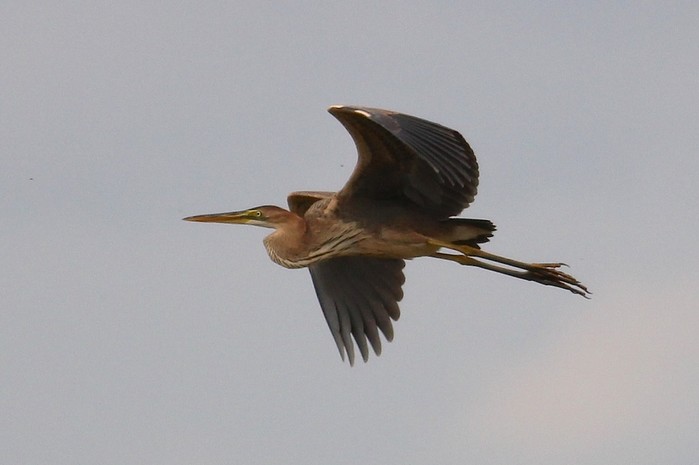 Purple Heron