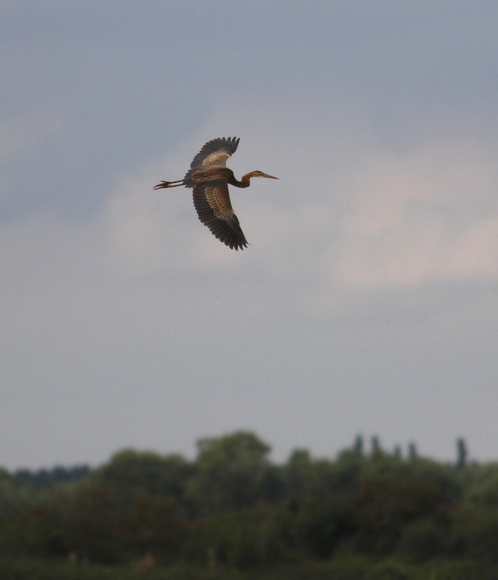 Purple Heron