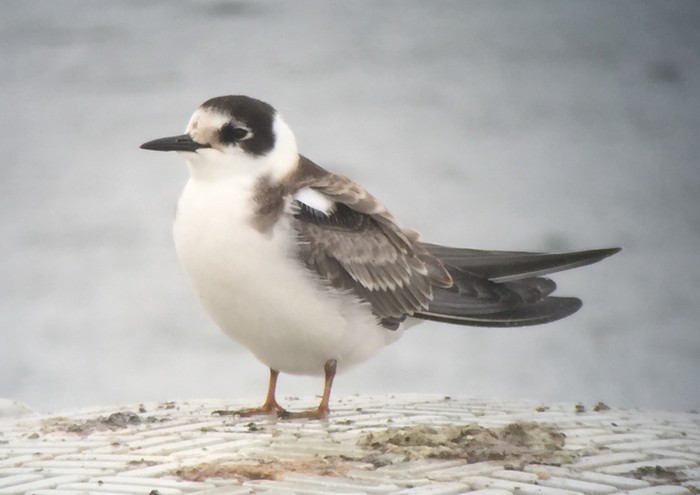 Black tern