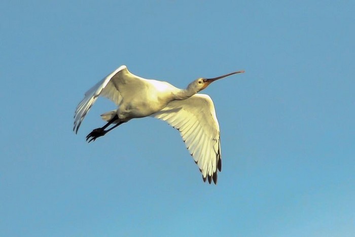 Spoonbill