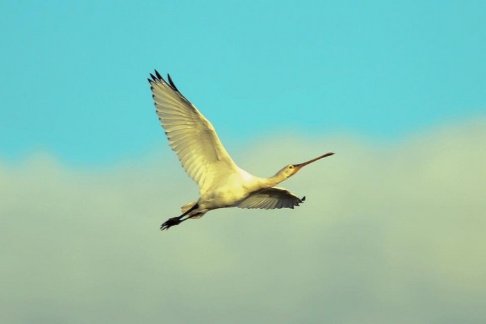 Spoonbill