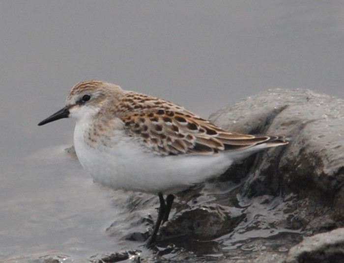Semipalmated Sandpiper