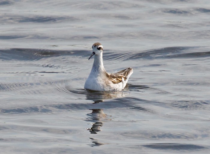 Red-necked Phalarope