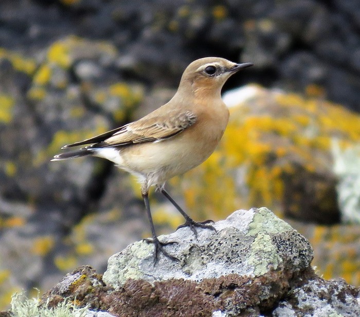 Wheatear