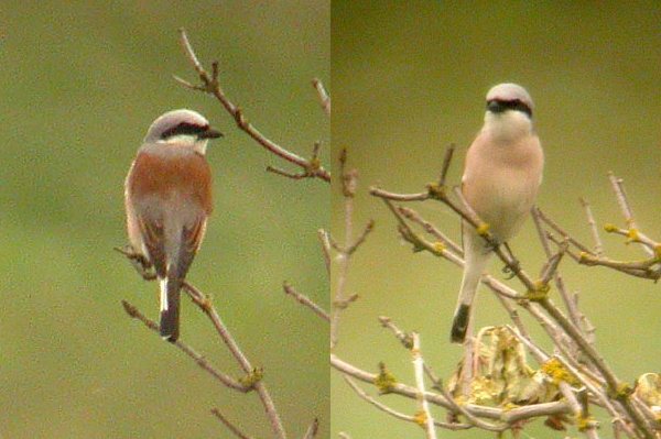 Red-backed Shrike