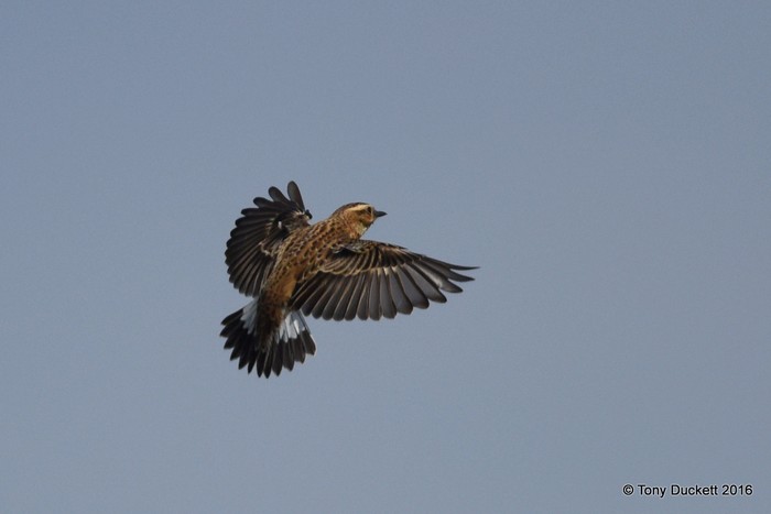 Whinchat