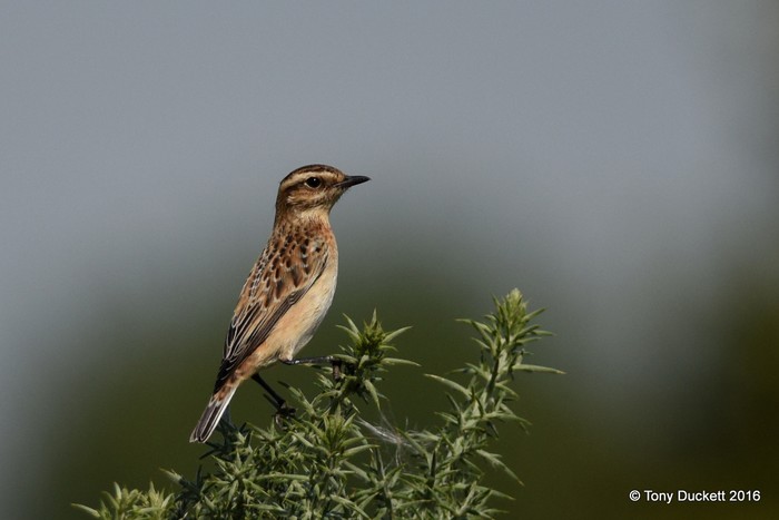 Whinchat