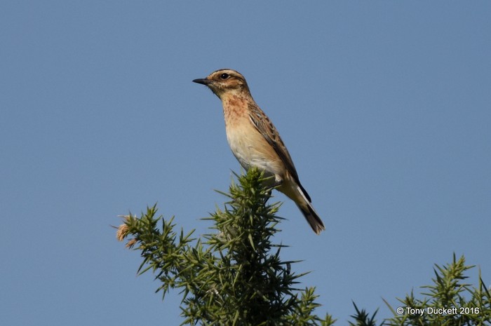 Whinchat