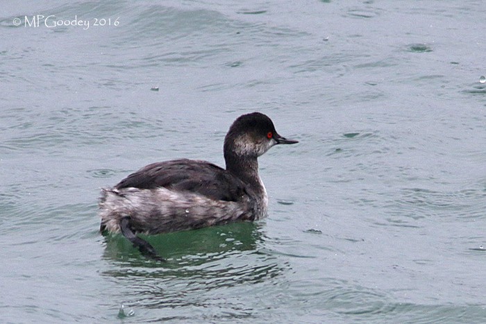 Black-necked Grebe