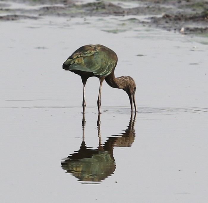 Glossy Ibis