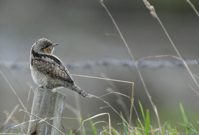 Wryneck 