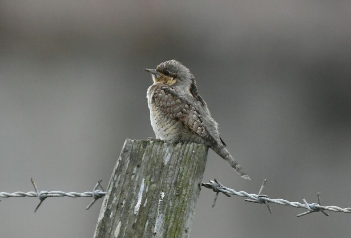 Wryneck