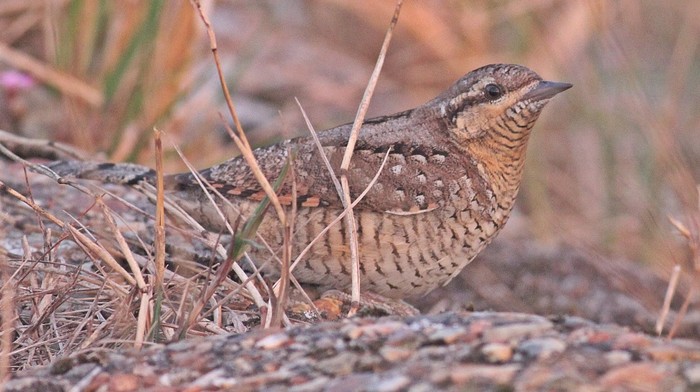 Wryneck
