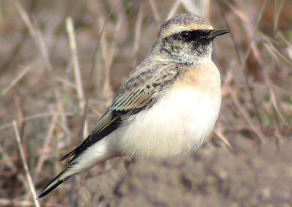 Pied Wheatear