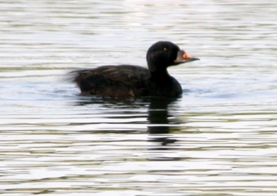 Common Scoter