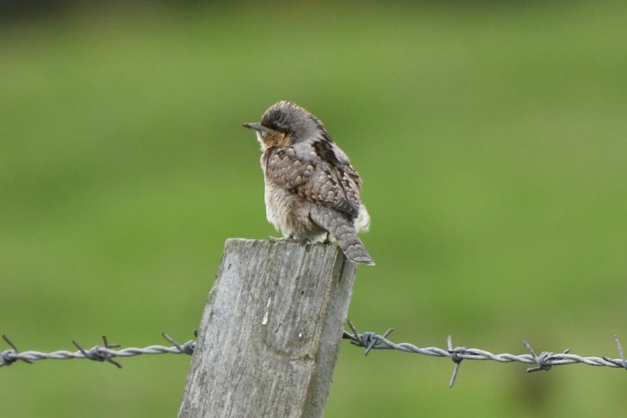 Wryneck 