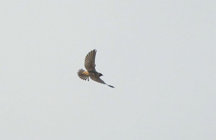 Cliff Swallow