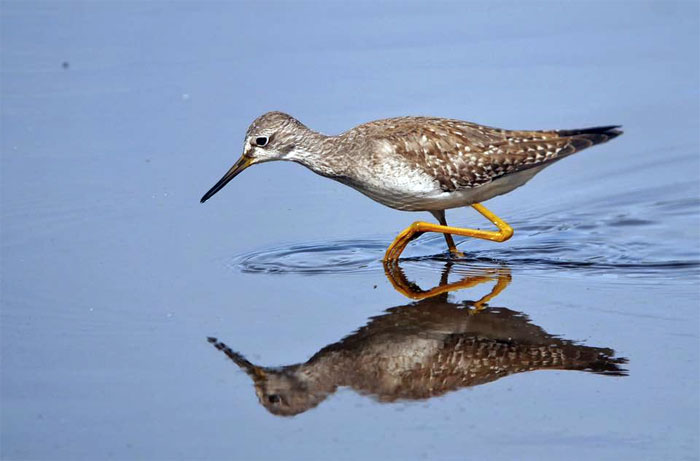 Lesser Yellowlegs