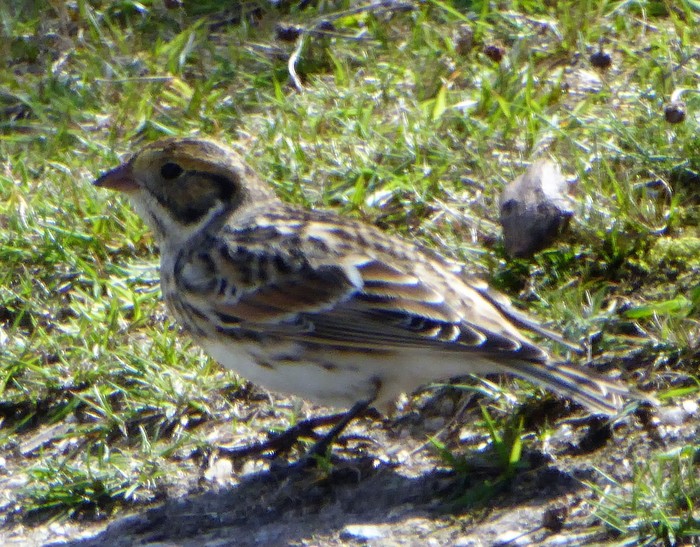 Lapland Bunting