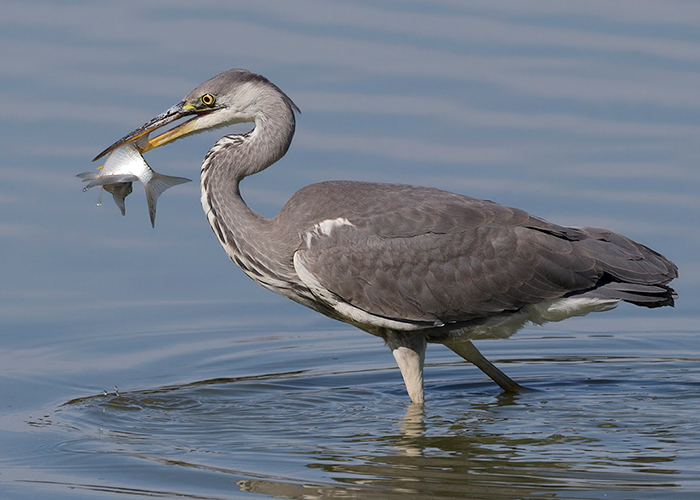 Grey Heron