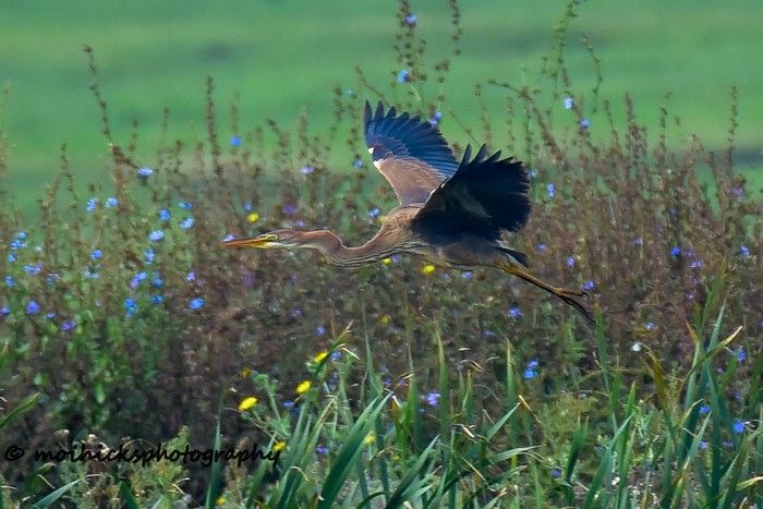 Purple Heron