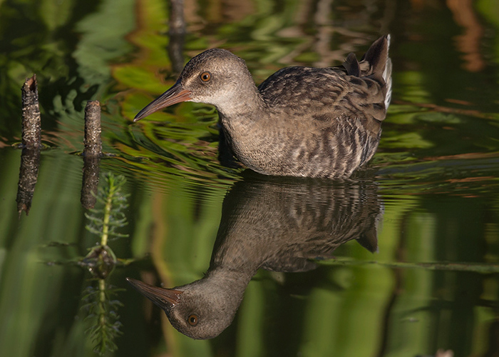 Water Rail