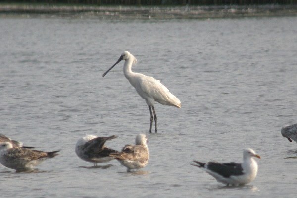 Spoonbill