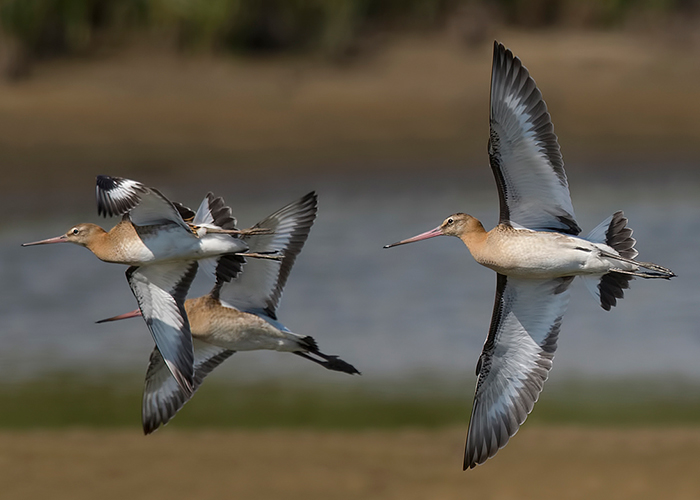 Black-tailed Godwit