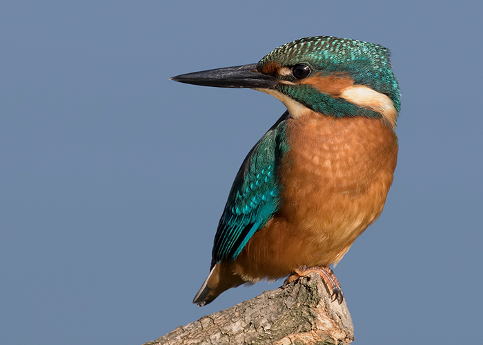 Kingfisher