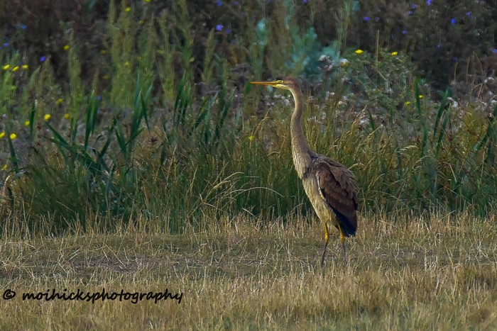 Purple Heron