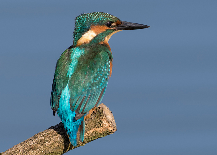 Kingfisher