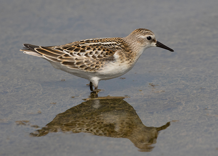 Little Stint