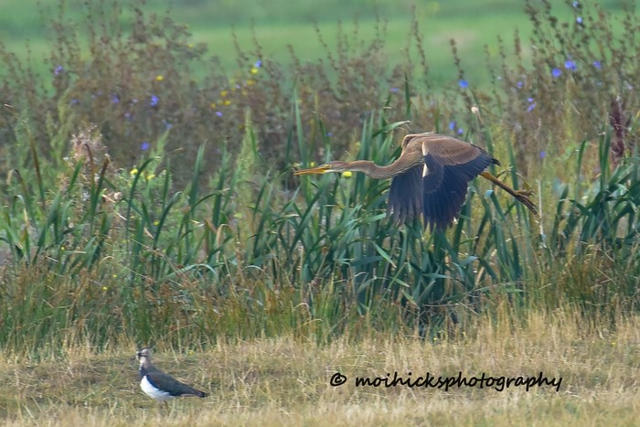 Purple Heron