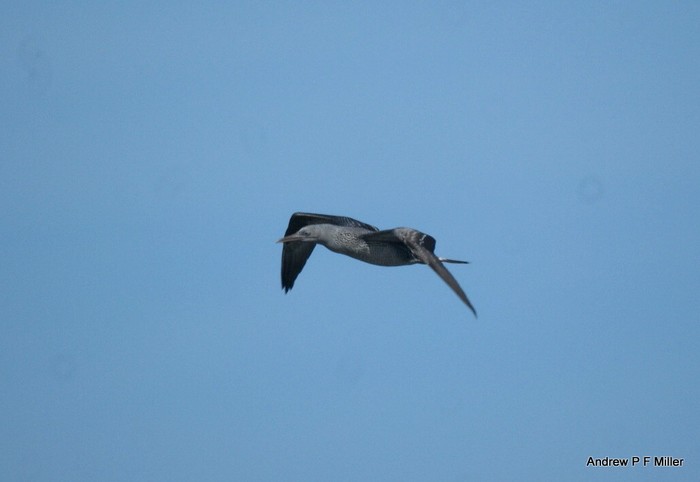 Gannet