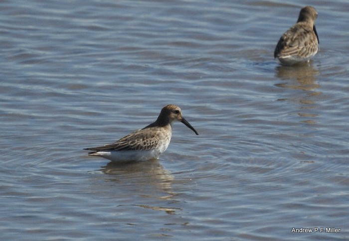 Curlew Sandpiper