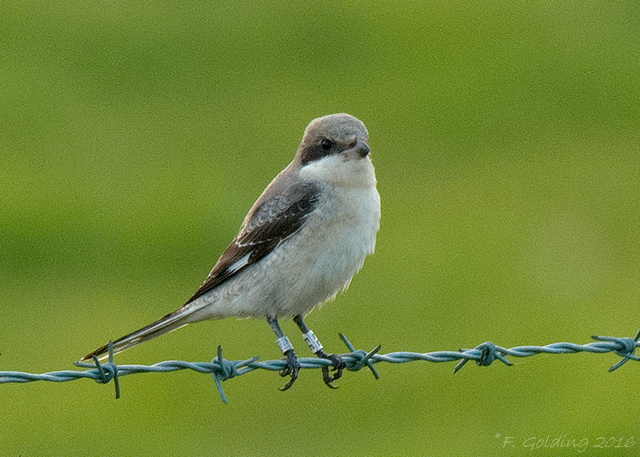 Lesser Grey Shrike