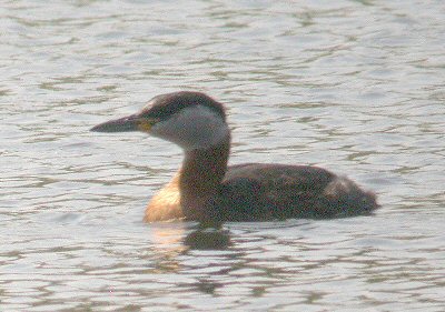 Red-necked Grebe