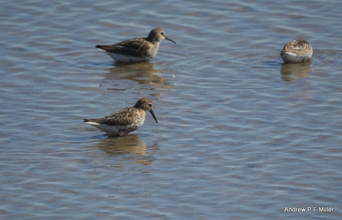Dunlin