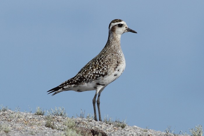 American Golden Plover