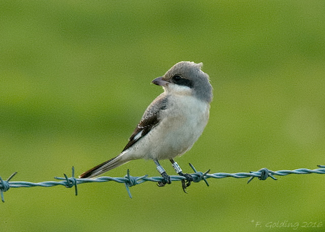 Lesser Grey Shrike
