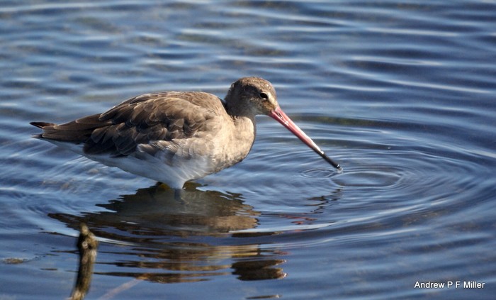 Black-tailed Godwit