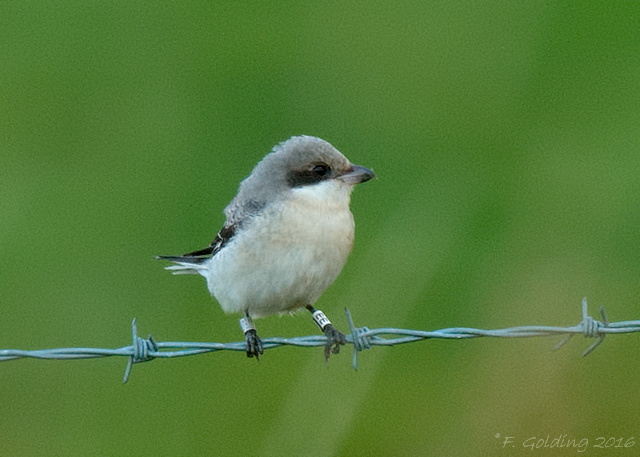 Lesser Grey Shrike