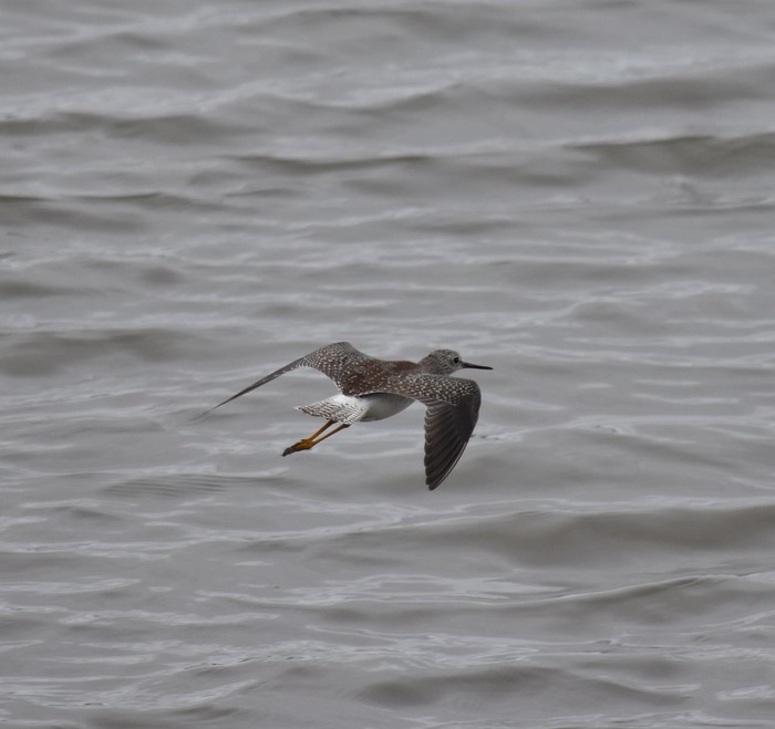 Lesser Yellowlegs