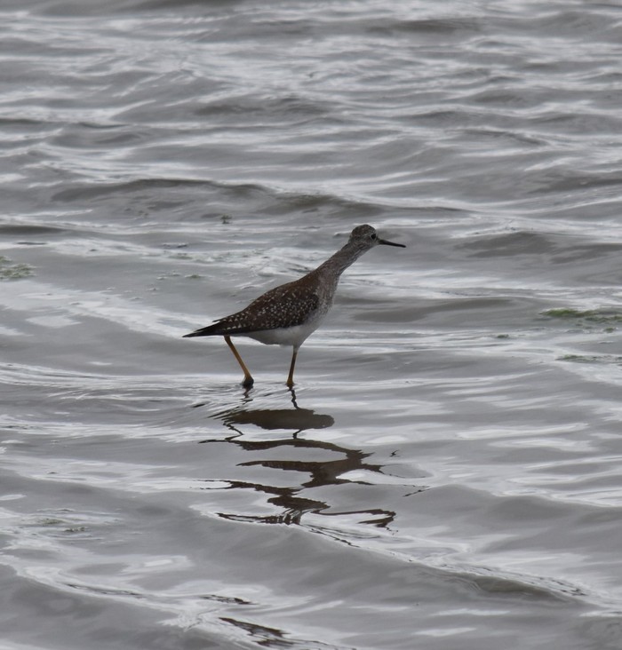 Lesser Yellowlegs