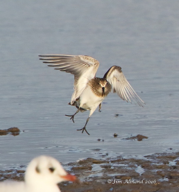 Baird's Sandpiper