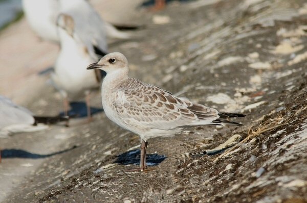 Mediterranean Gull